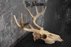 Whitetail Taxidermy Skull SKU 1555.5 - Image 2