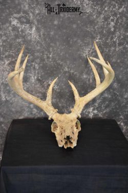 Whitetail Taxidermy Skull SKU 1555.4