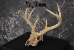Whitetail Taxidermy Skull SKU 1555.4 - Image 5