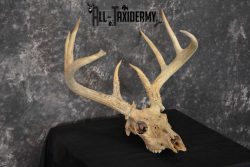 Whitetail Taxidermy Skull SKU 1555.4 - Image 3