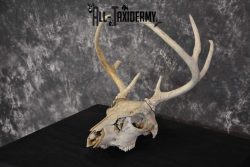 Whitetail Taxidermy Skull SKU 1555.3 - Image 5