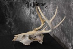 Whitetail Taxidermy Skull SKU 1555.3 - Image 4