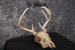 Whitetail Taxidermy Skull SKU 1555.3 - Image 3