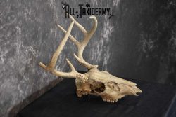 Whitetail Taxidermy Skull SKU 1555.3 - Image 2