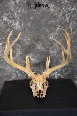 Whitetail Taxidermy Skull SKU 1555.6