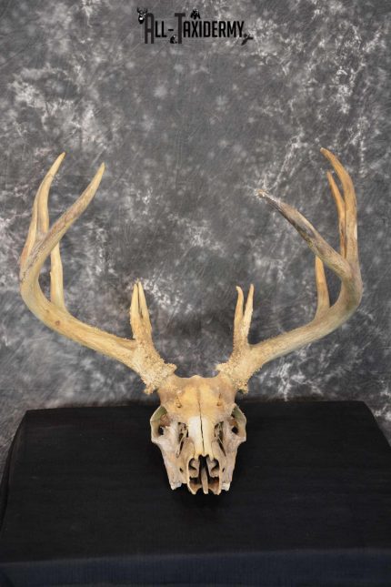 Whitetail Taxidermy Skull SKU 1555.6