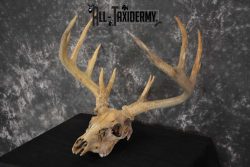 Whitetail Taxidermy Skull SKU 1555.6 - Image 4