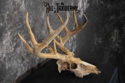 Whitetail Taxidermy Skull SKU 1555.6 - Image 5