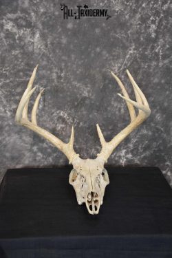 Whitetail Taxidermy Skull SKU 1555.7