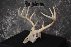 Whitetail Taxidermy Skull SKU 1555.7 - Image 5