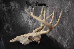 Whitetail Taxidermy Skull SKU 1555.7 - Image 4