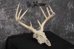 Whitetail Taxidermy Skull SKU 1555.7 - Image 3