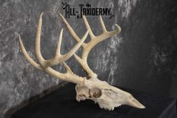 Whitetail Taxidermy Skull SKU 1555.7 - Image 2