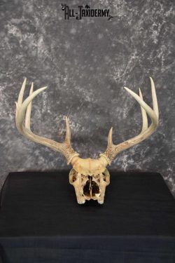 Whitetail Taxidermy Skull SKU 1555.8