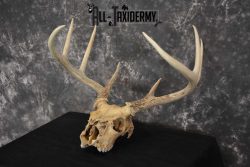 Whitetail Taxidermy Skull SKU 1555.8 - Image 5
