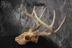 Whitetail Taxidermy Skull SKU 1555.8 - Image 4