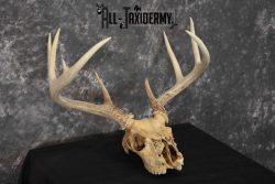 Whitetail Taxidermy Skull SKU 1555.8 - Image 3