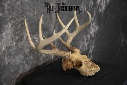 Whitetail Taxidermy Skull SKU 1555.8 - Image 2