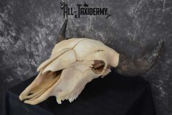 American Bison Skull Taxidermy SKU 1534 - Image 5
