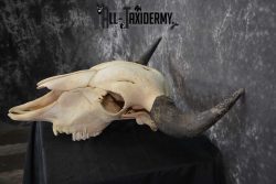American Bison Skull Taxidermy SKU 1534 - Image 4
