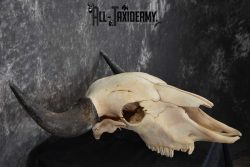 American Bison Skull Taxidermy SKU 1534 - Image 2