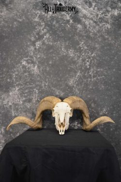 Corsican Ram Taxidermy Skull SKU 1540