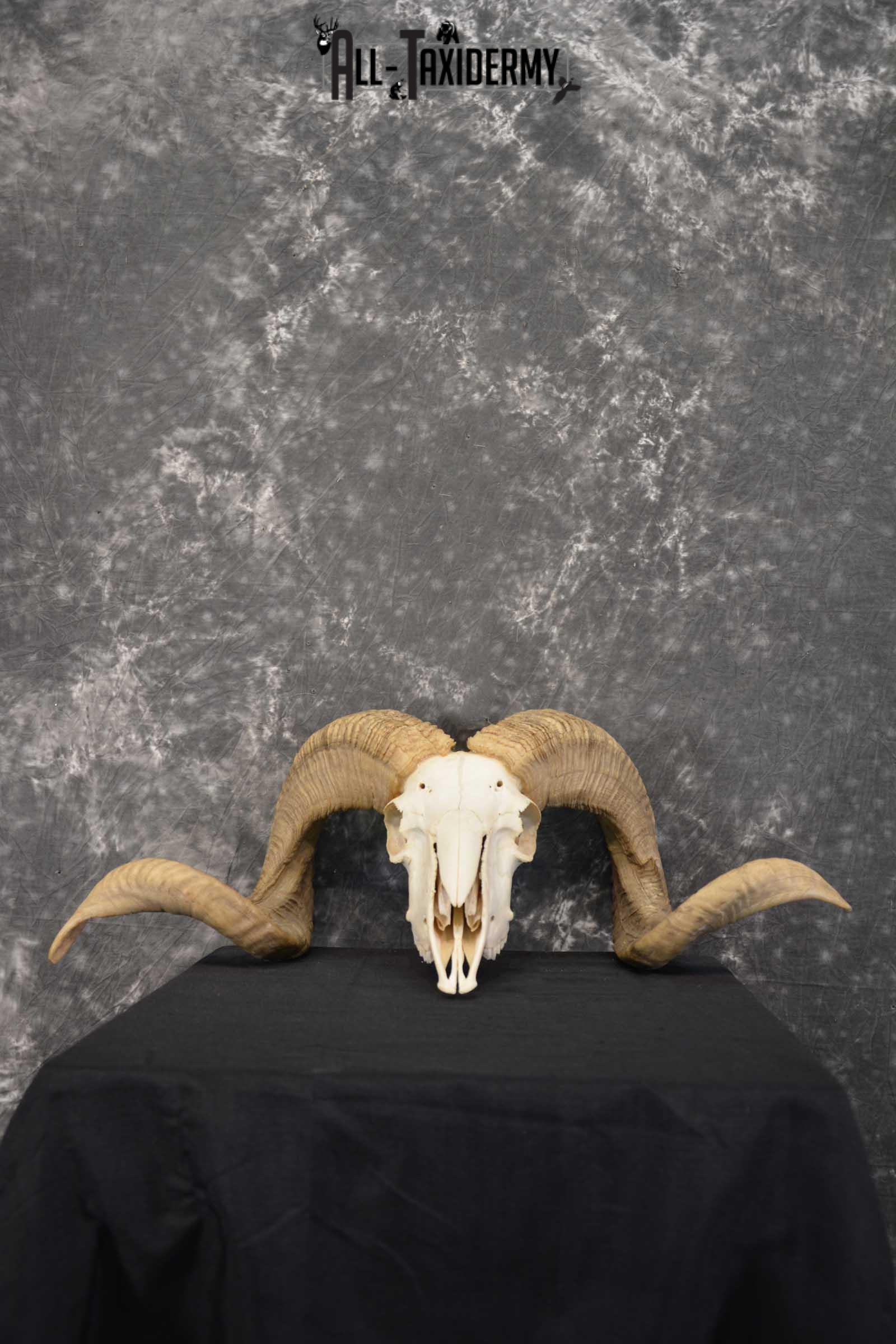 DSC_5936 Corsican Ram Taxidermy Skull SKU 1540 - Image 1
