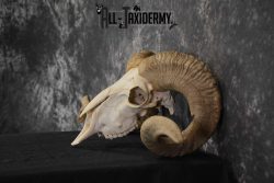 Corsican Ram Taxidermy Skull SKU 1540 - Image 5