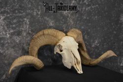 Corsican Ram Taxidermy Skull SKU 1540 - Image 4