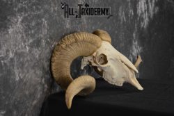 Corsican Ram Taxidermy Skull SKU 1540 - Image 3