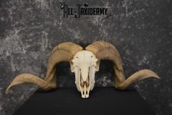 Corsican Ram Taxidermy Skull SKU 1540 - Image 2
