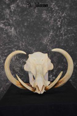 African Warthog Skull taxidermy for sale SKU 1557