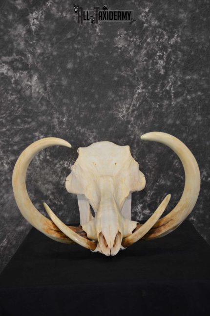African Warthog Skull taxidermy for sale SKU 1557