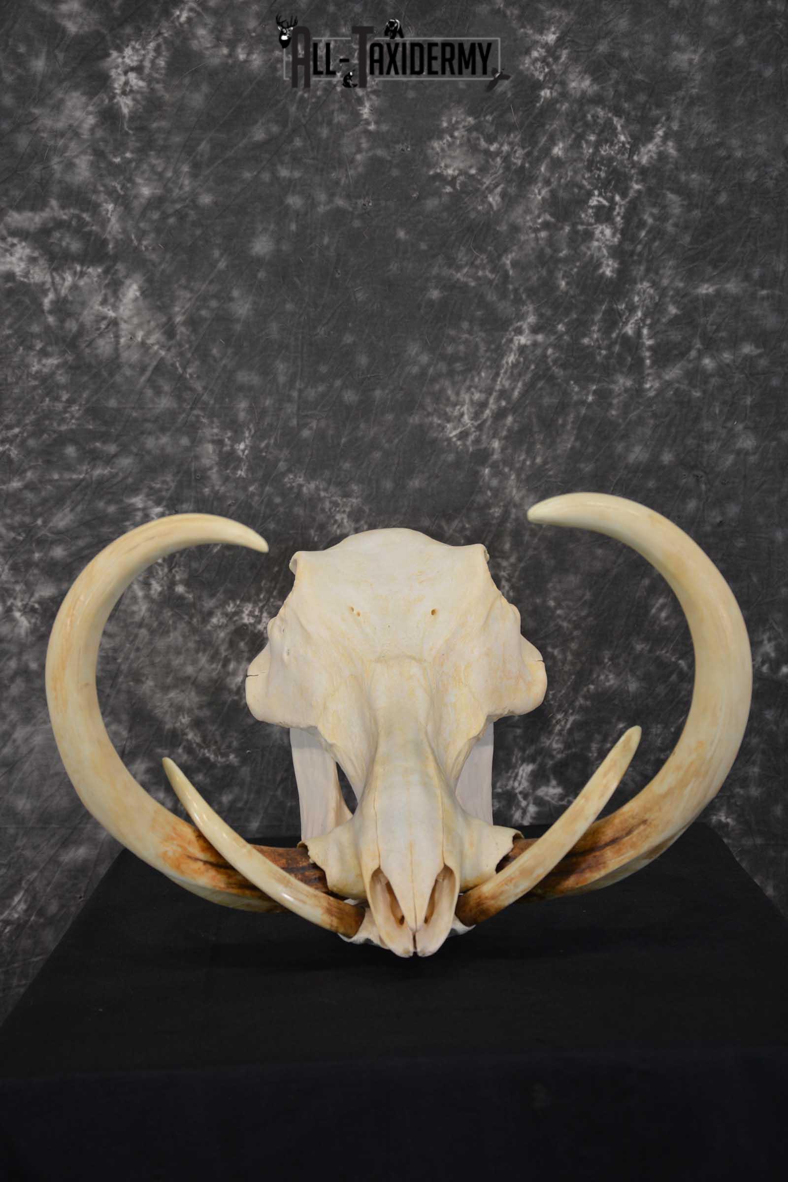 DSC_6007-1 African Warthog Skull taxidermy for sale SKU 1557 - Image 1
