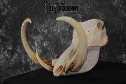African Warthog Skull taxidermy for sale SKU 1557 - Image 6