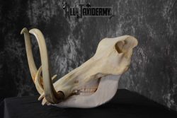 African Warthog Skull taxidermy for sale SKU 1557 - Image 5