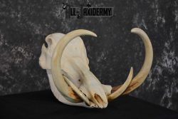 African Warthog Skull taxidermy for sale SKU 1557 - Image 4
