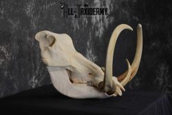 African Warthog Skull taxidermy for sale SKU 1557 - Image 3