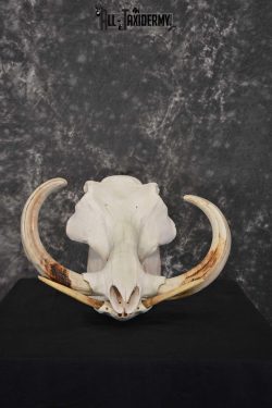 African Warthog Skull Taxidermy for sale SKU 1556 - Image 6
