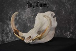 African Warthog Skull Taxidermy for sale SKU 1556 - Image 5