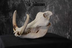 African Warthog Skull Taxidermy for sale SKU 1556 - Image 4