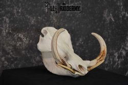 African Warthog Skull Taxidermy for sale SKU 1556 - Image 3