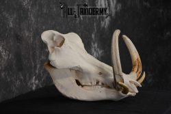 African Warthog Skull Taxidermy for sale SKU 1556 - Image 2