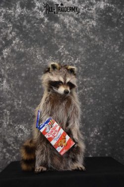 Raccoon Taxidermy Mount Holding Cracker Jack box SKU 1558