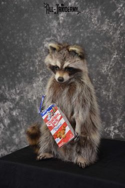 Raccoon Taxidermy Mount Holding Cracker Jack box SKU 1558 - Image 4