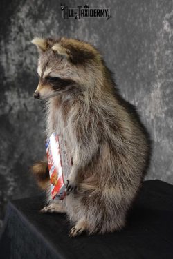 Raccoon Taxidermy Mount Holding Cracker Jack box SKU 1558 - Image 3