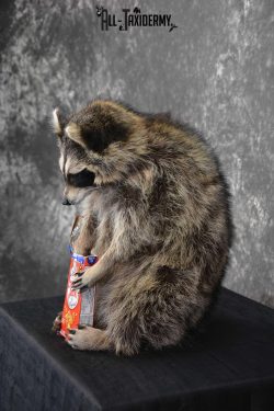 Raccoon Taxidermy Mount holding Cracker Jack box SKU 1561 - Image 4