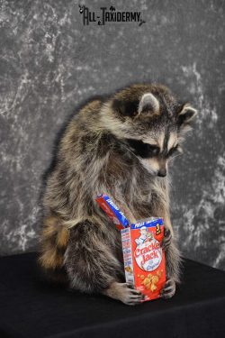 Raccoon Taxidermy Mount holding Cracker Jack box SKU 1561 - Image 3