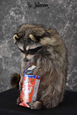 Raccoon Taxidermy Mount Holding Cracker Jack box SKU 1560 - Image 5