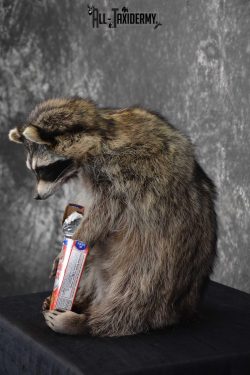 Raccoon Taxidermy Mount Holding Cracker Jack box SKU 1560 - Image 4